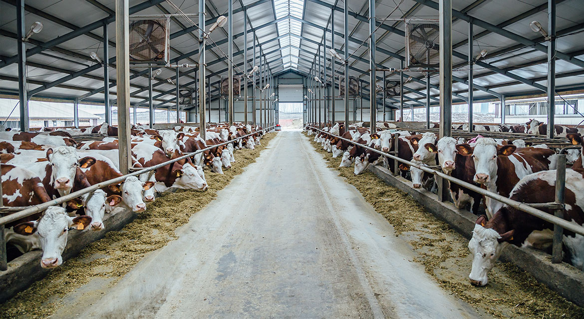 畜牧業(yè)解決方案